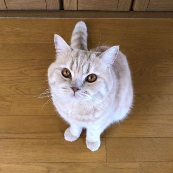 ブリティッシュショートヘアのはるちゃん