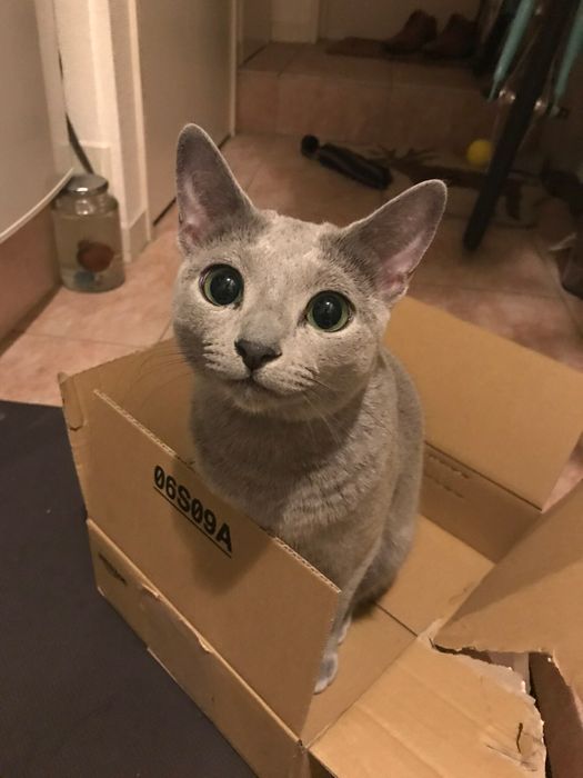 1才のロシアンブルー