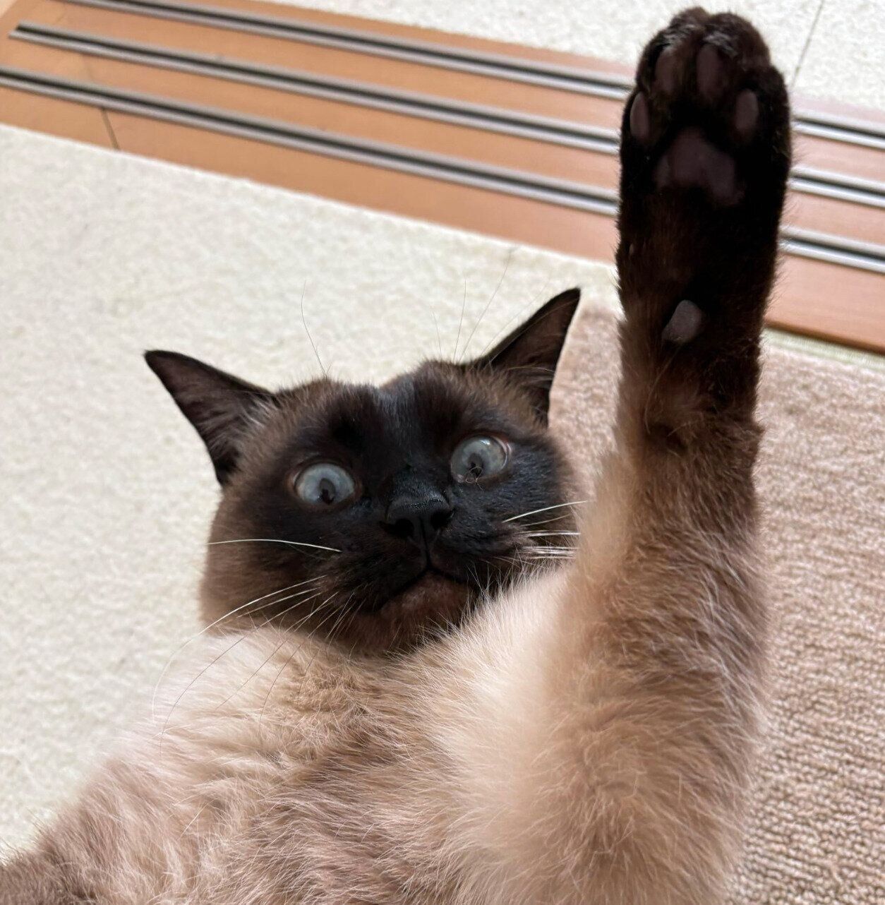 寝転がるレオくん