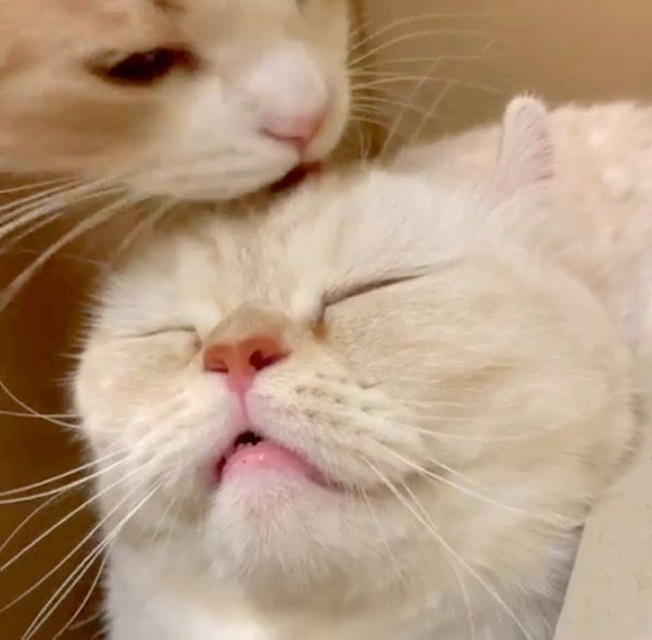 スコティッシュフォールドに頭を舐めてもらうアメリカンカール