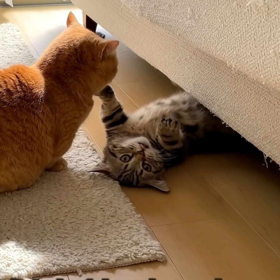 出られなくなったメルちゃん