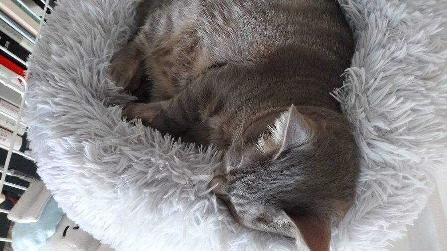 ベッドから頭がはみ出るベスカーくん