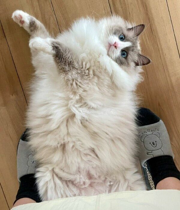 床にゴロンと転がる乃蒼くん