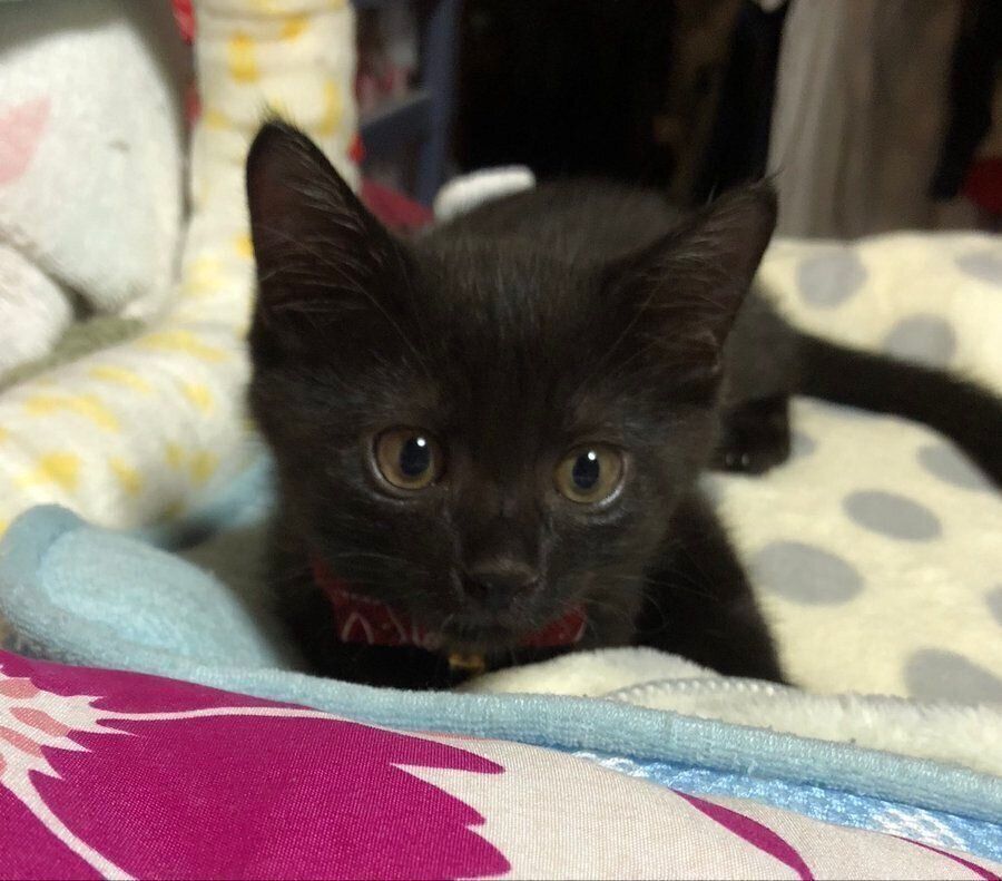 子猫時代の水無月くん