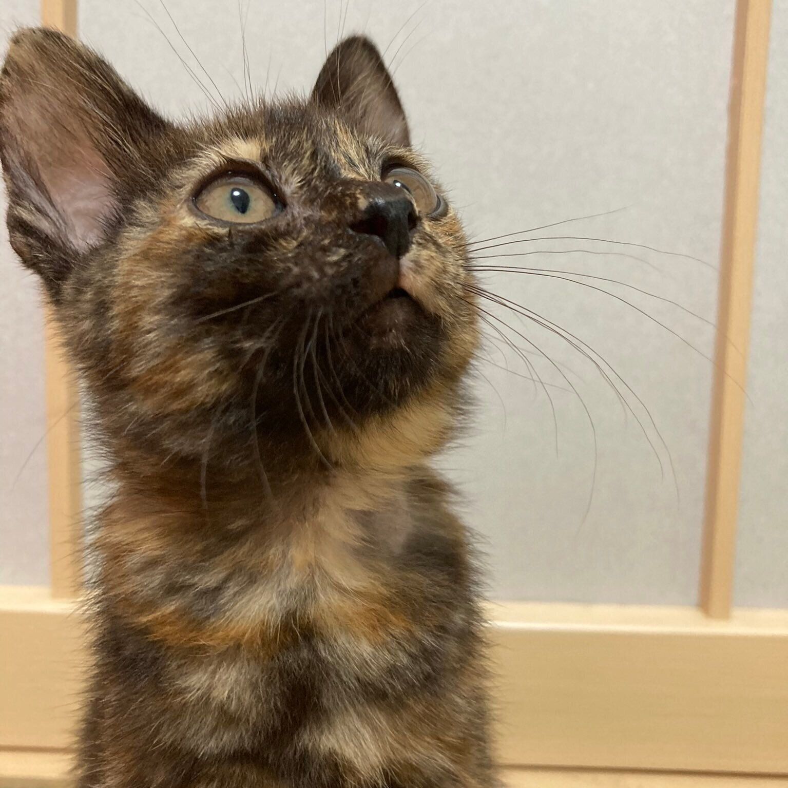 見上げるフレアちゃん（撮影時、推定生後3カ月）。