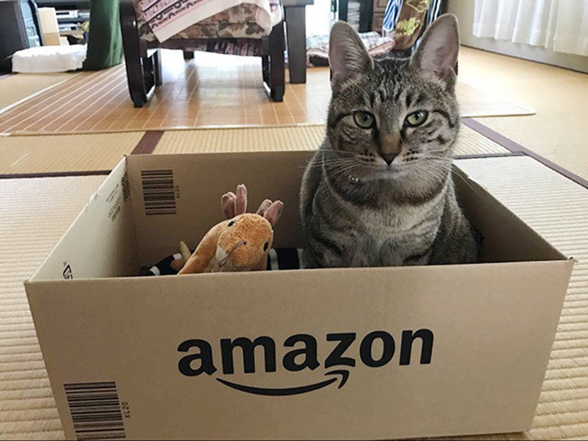 Amazonからお届けもの かわいさたまらん箱入りニャンコ5選 ねこのきもちweb Magazine Amazonからお届けもの かわいさたまらん箱入りニャンコ5選 ねこのきもちweb Magazine