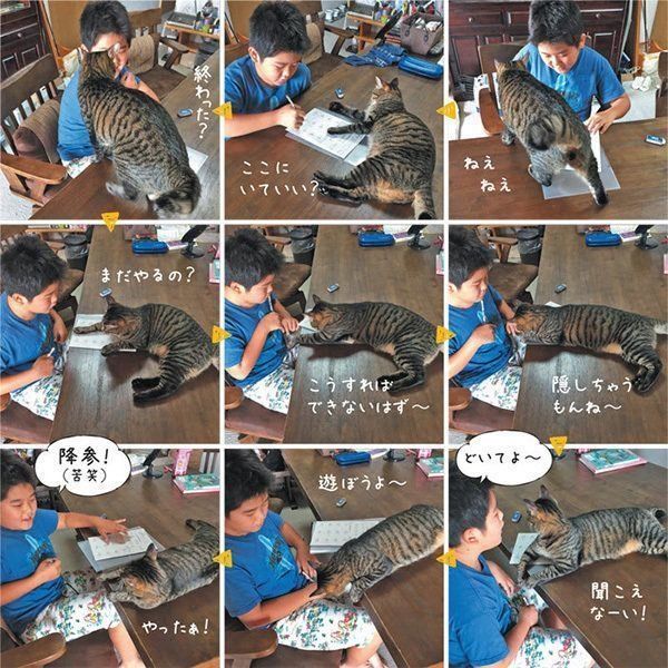 飼い主さんのそばにいたい猫