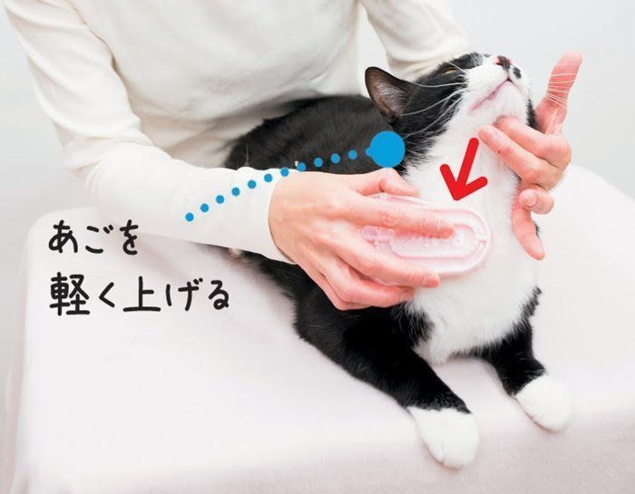 ブラッシング手順3