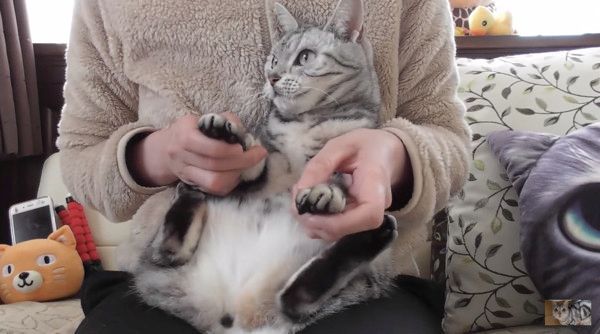 爪切りが嫌いな猫