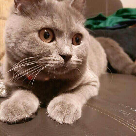 モコちゃん（ブリティッシュショートヘア）