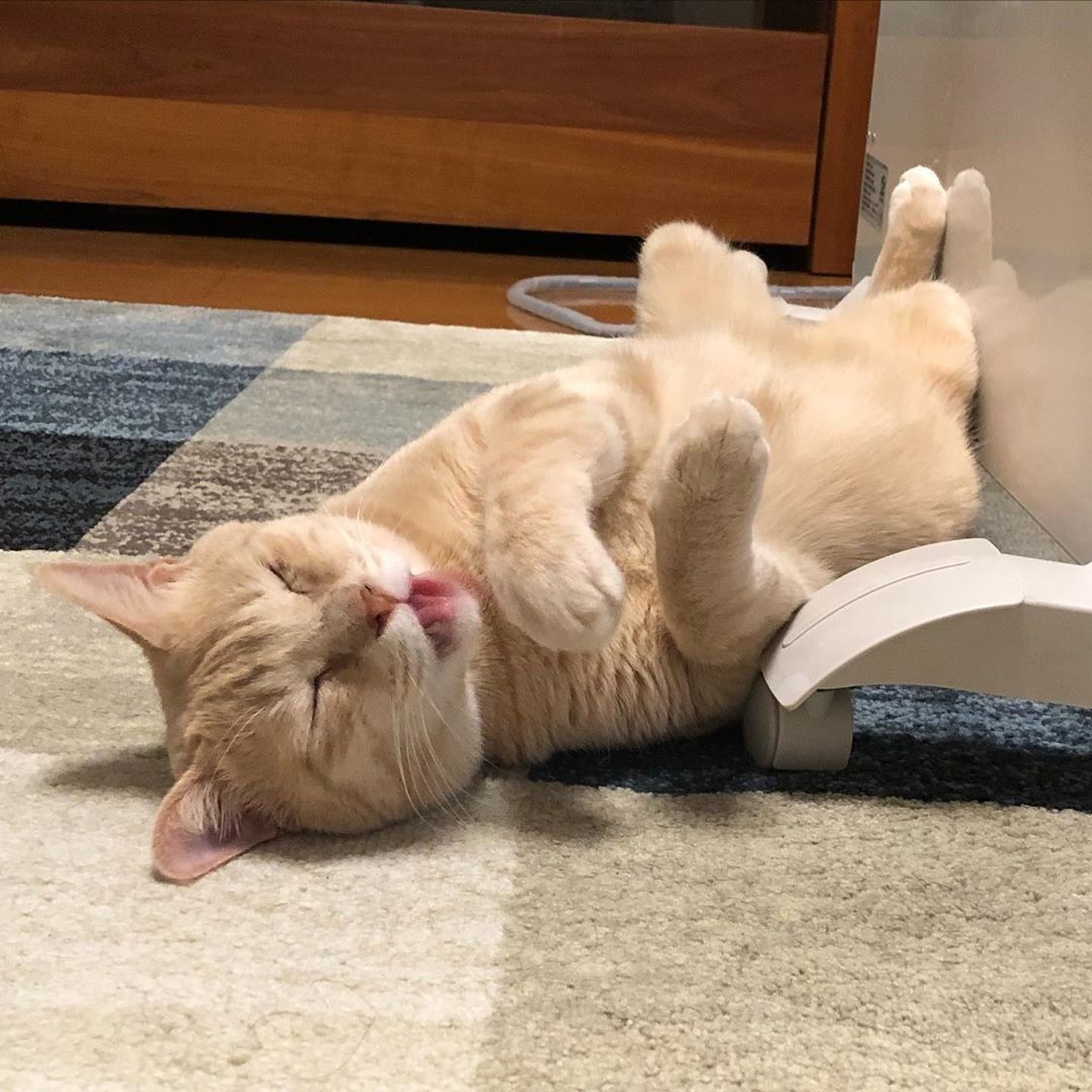 だらんとした姿は安心の証 猫の おだらけ た姿を解説 ねこのきもちweb Magazine