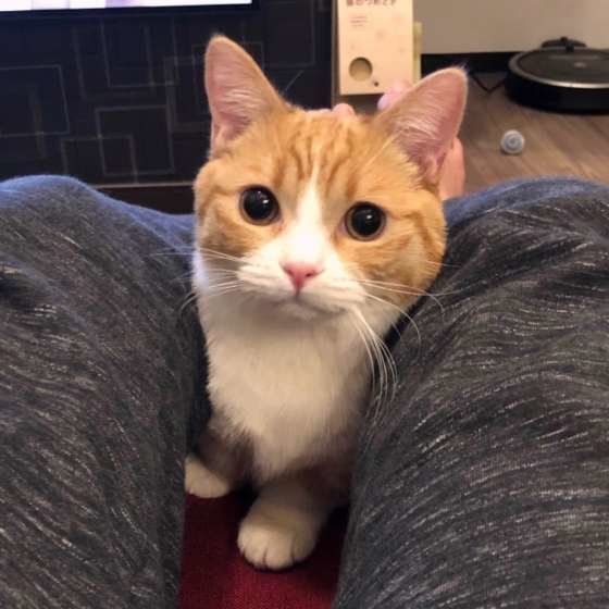 見つめるマンチカン