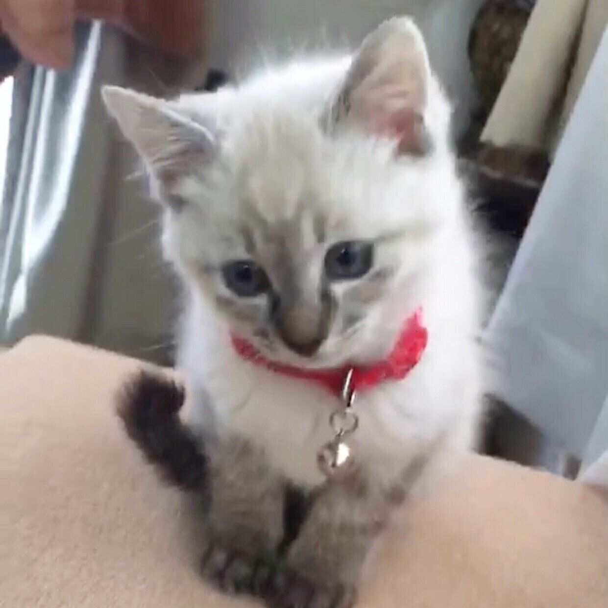 下を向いて座る子猫