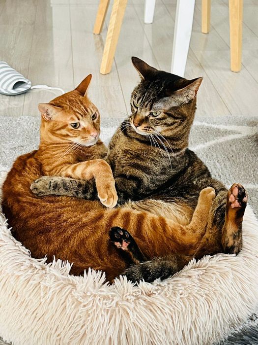 抱き合うような猫2匹