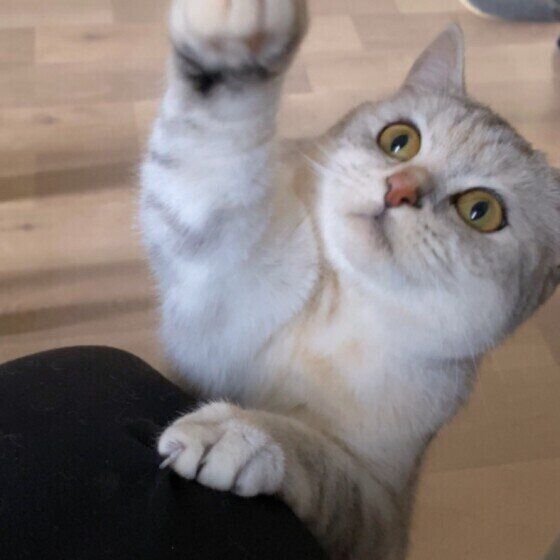 猫パンチするミヌエットの女の子