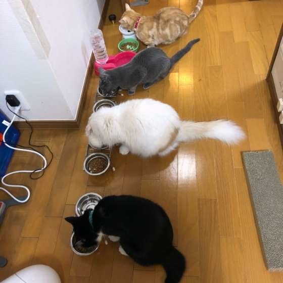 朝ごはんを食べる猫たち