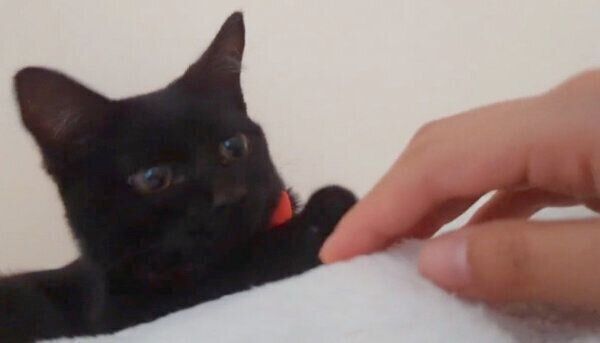 まったりするシディーちゃん