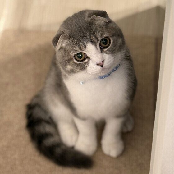 スコティッシュフォールドの蘭くん♪