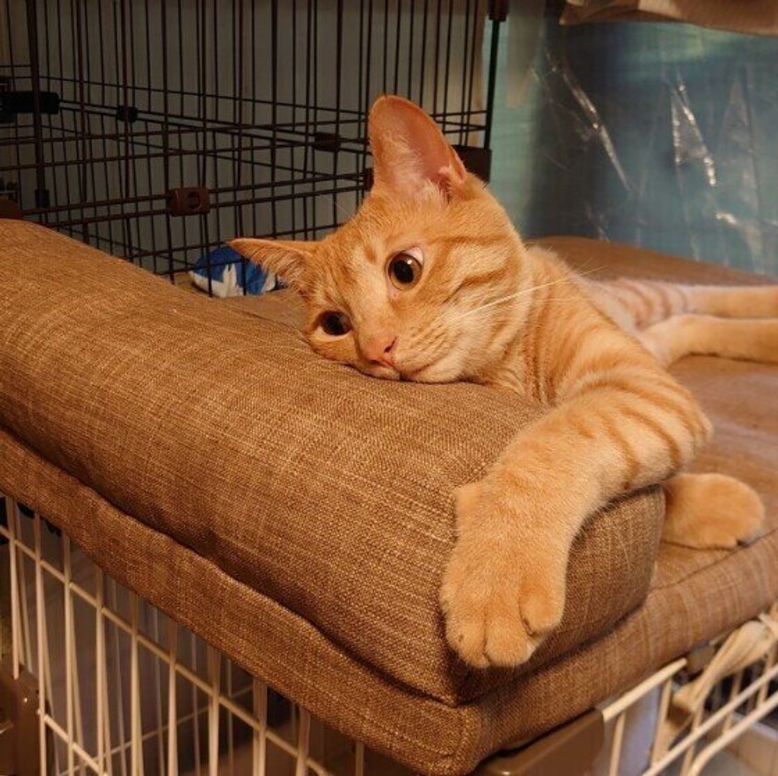 オレンジ 明るい茶色が特徴 人気な毛柄 茶トラ 猫の性格は ねこのきもちweb Magazine オレンジ 明るい茶色が特徴 人気な毛柄 茶トラ 猫の性格は ねこのきもちweb Magazine