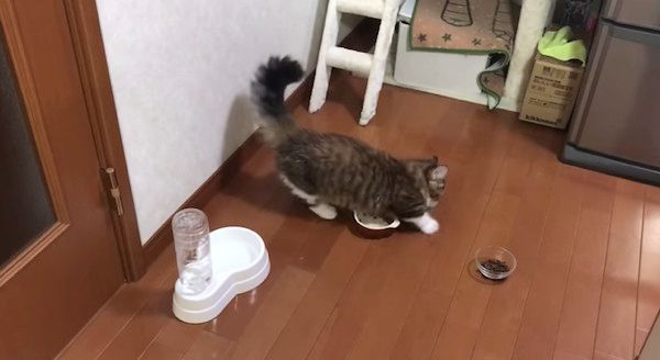 床をかく猫