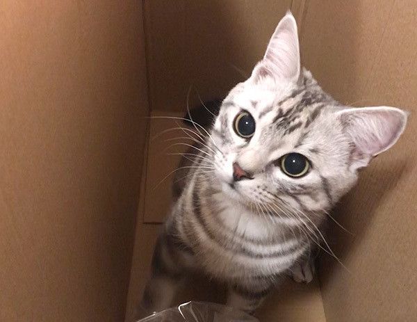 段ボールに入る猫