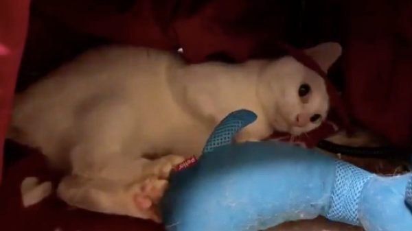 こたつの中で荒ぶる麿白ちゃん