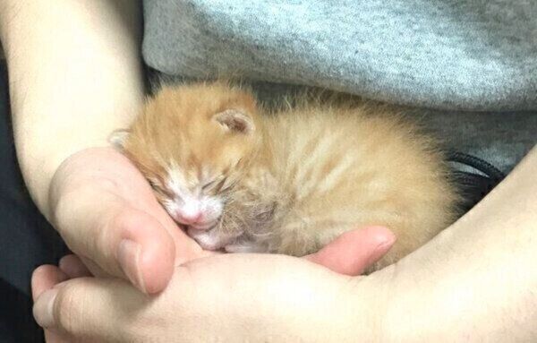 保護当時のいなりくん