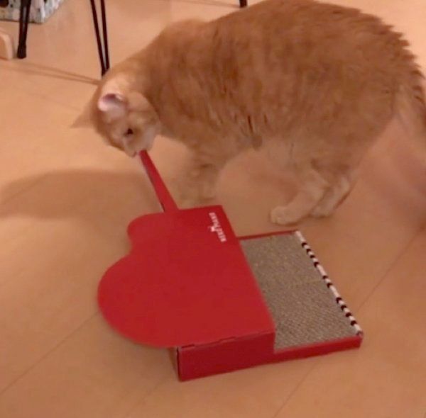 爪とぎ器で遊ぶ猫
