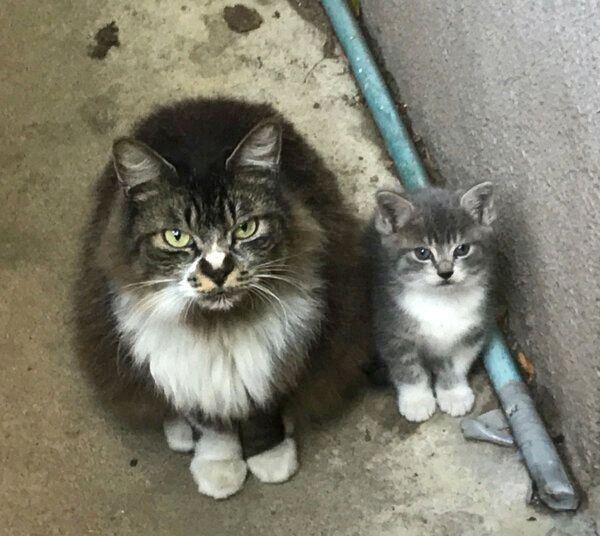 ねこかますさんの目の前に現れた因縁の母猫と子猫