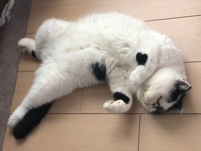 仰向けで昼寝するエキゾチックショートヘア