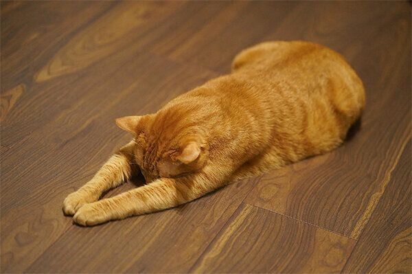 土下寝のような眠り方をする小次郎くん