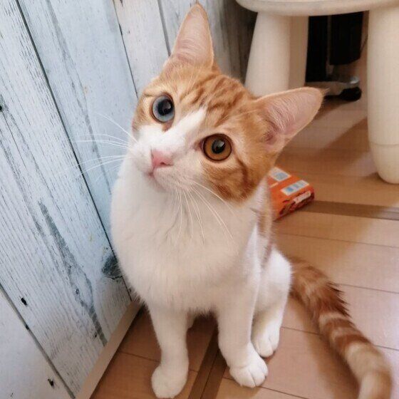 首をかしげる猫