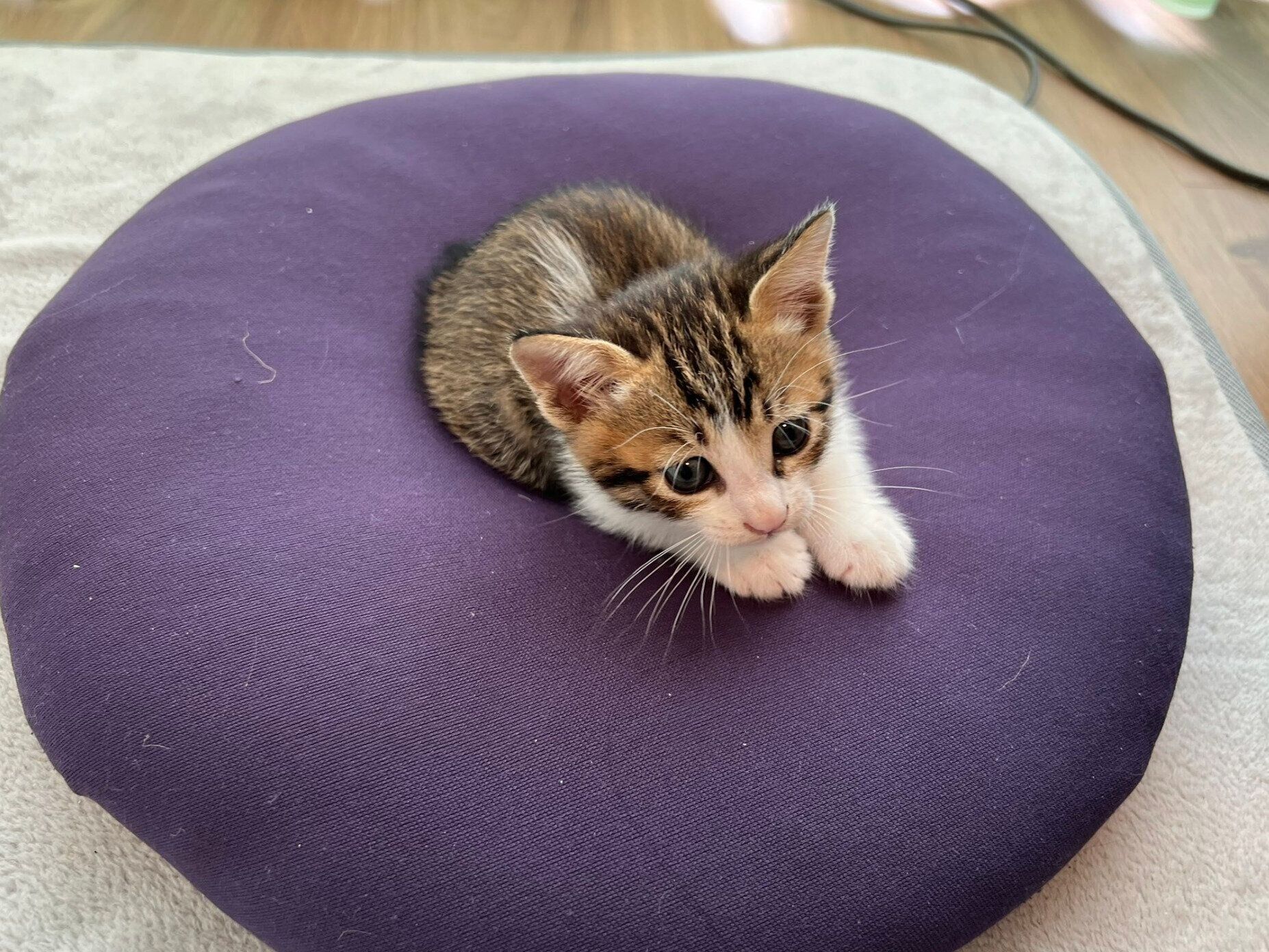 お迎えして間もないころ、ドーナツクッションの上で過ごす吟ちゃん