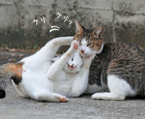 愛しき猫のふしぎ