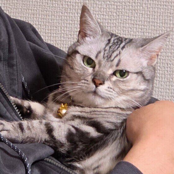 抱っこされるアメリカンショートヘア