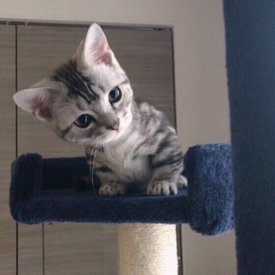 見つめるマンチカン