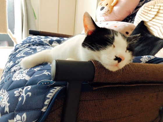 ソファーの横にあごをのせて寝ている猫