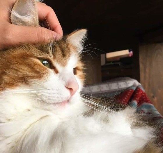 ウットリした表情のノルウェージアンフォレストキャット