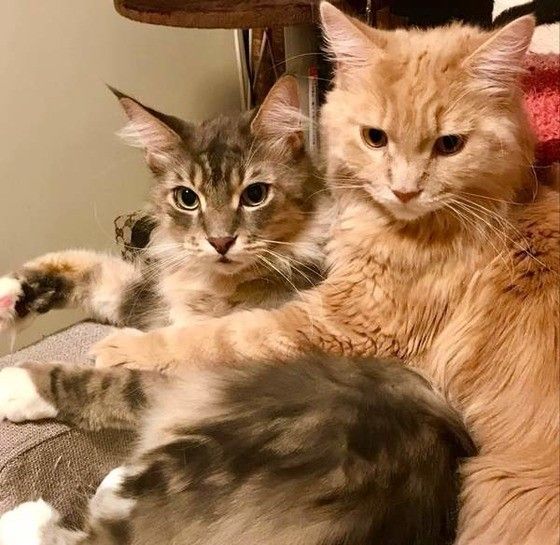 仲良く寄り添うメインクーン