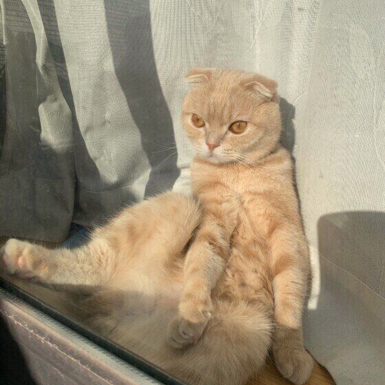 スコティッシュフォールドのマロンくん