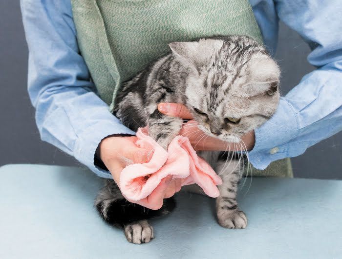 2017年8月号「ねこのきもち」