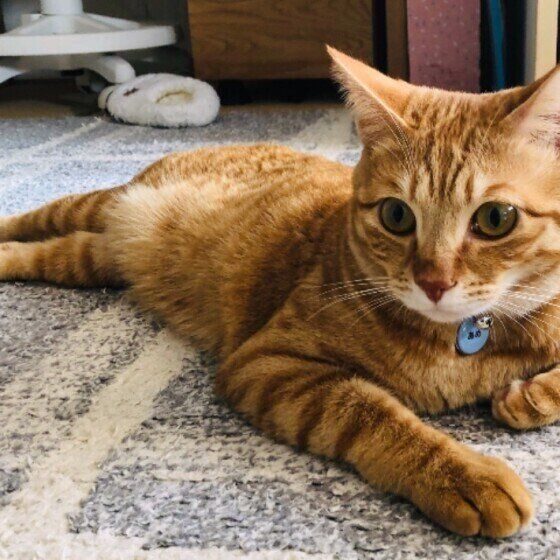 カーペットに寝そべる茶トラ