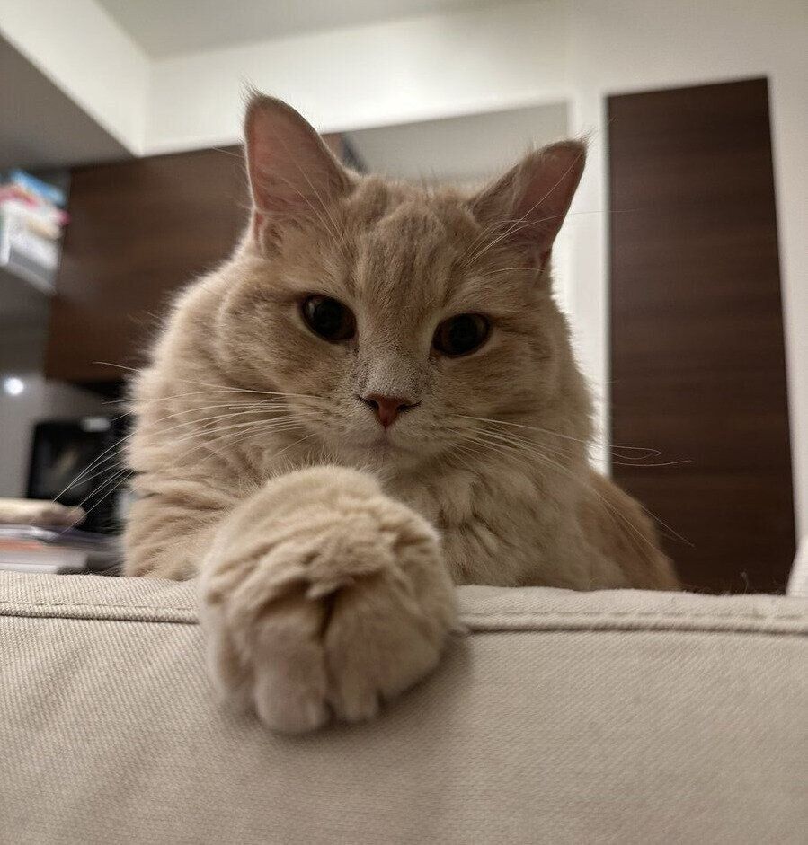 カメラ目線のきなこくん