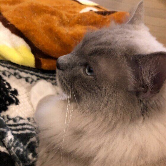 ラグドールの特徴と性格・飼い方・価格相場など｜猫図鑑｜ねこのきもち 