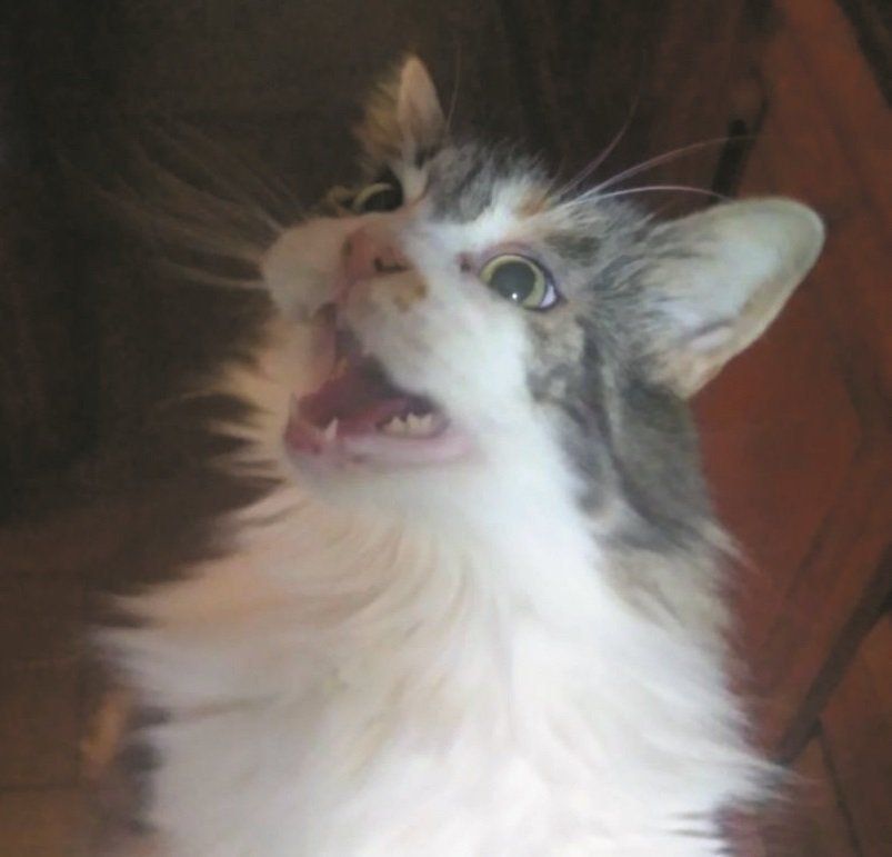 画像／ねこのきもち2019年11月号『猫の病気そこが知りたい』