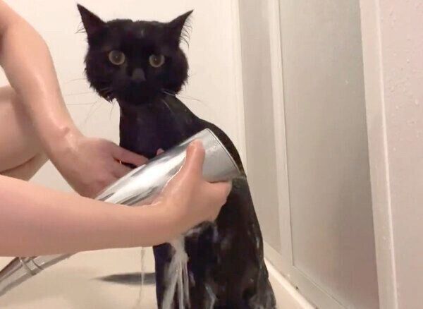 シャンプー中のノアくん