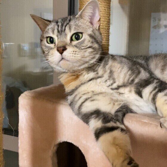 何かが気になるアメリカンショートヘア