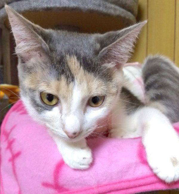 まったりするゆずちゃん