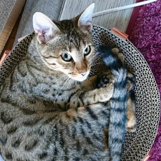 ベンガルのチコちゃん