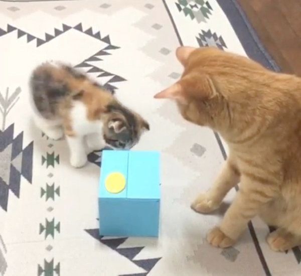 貯金箱で遊ぶ茶トラとマンチカン